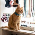 Accesorios para gatos